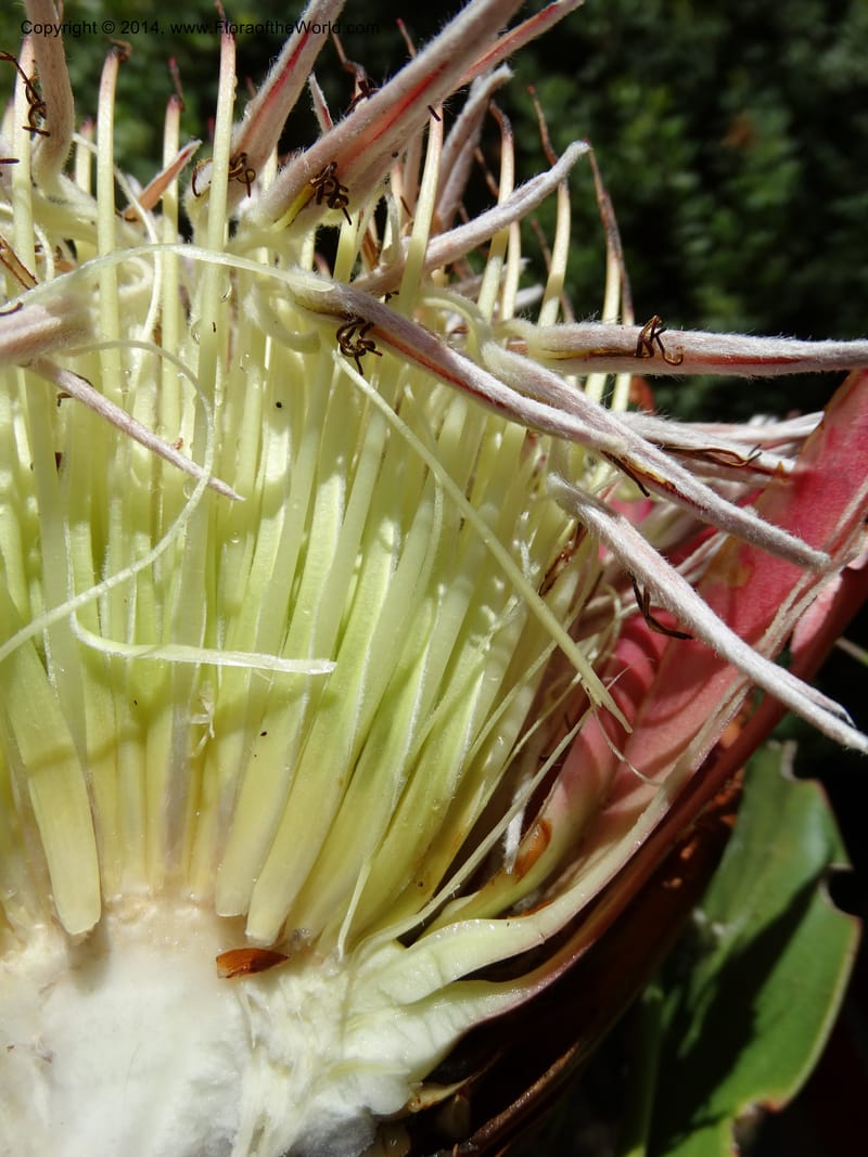 Protea cynaroides, Davidson, C 12315--South Africa. Western Cape. E. side, Fernkloof. 24 Jan 2014. DSC01799 (147).JPG