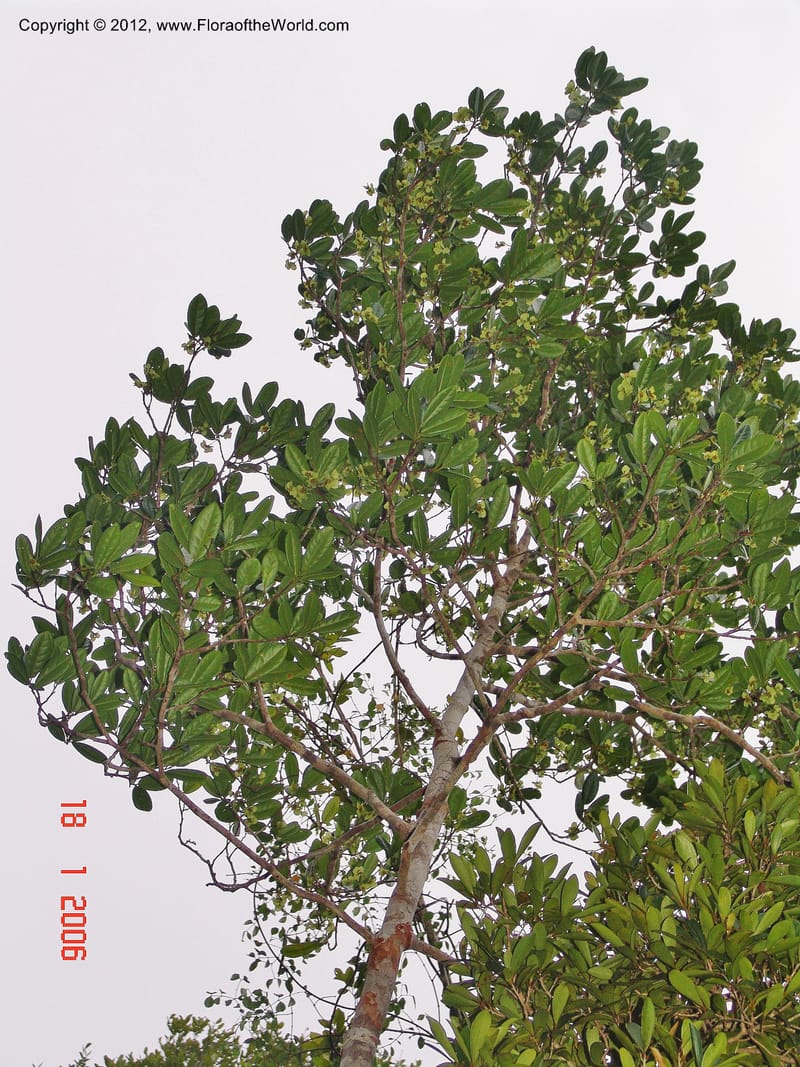 Homalium involucratum, Ranaivojaona, R 1374-Madagascar 18 Jan 2006  131 (3).jpg