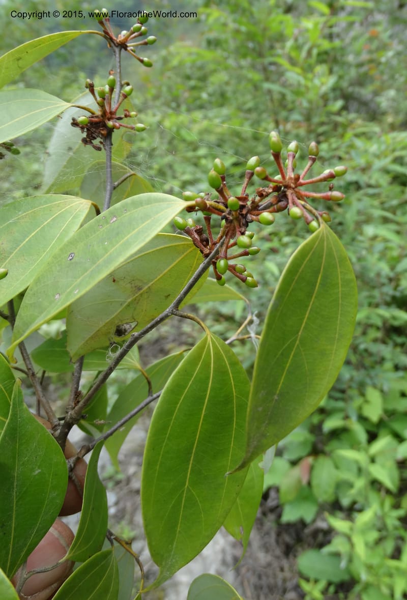 Litsea, Boufford, D 43690--China. Sichuan. LongDongZhen on Rd. to LeiYuan Shan. 13 May 2014. DSC05860 (240).JPG