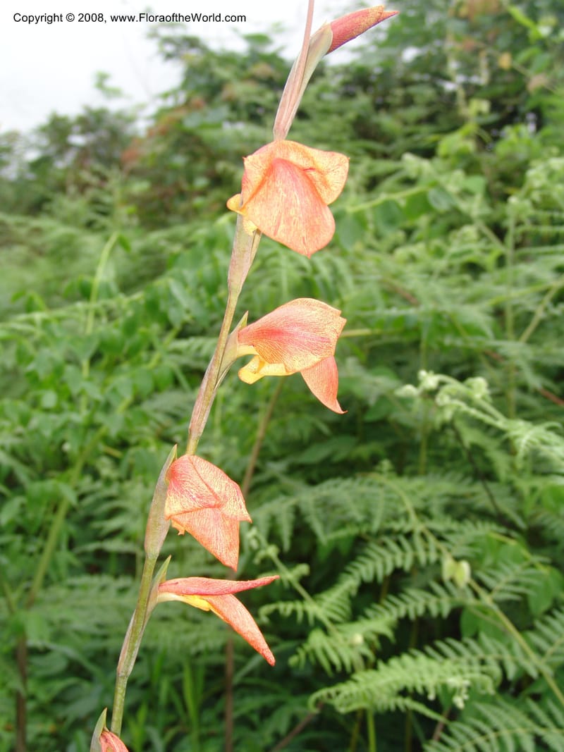 Gladiolus dalenii, R.Gereua6836--Tanz. Mzelezi For. Res.  Mahenge-Sali. 15 Feb 06. 022.jpg