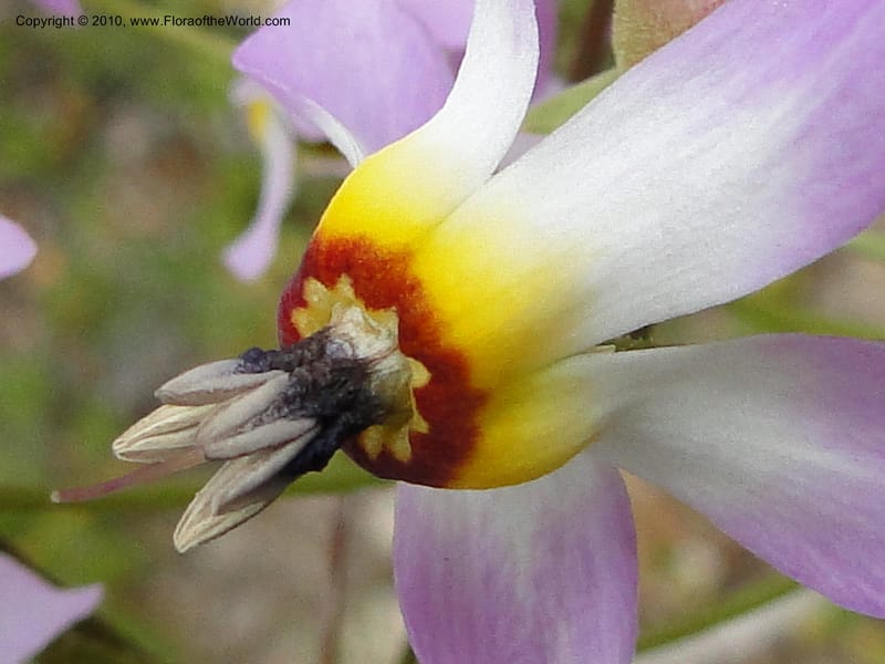Dodecatheon clevelandii, C. Davidson 11728--California. Santa Barbara Co. 4 April 2010 180 (14).jpg