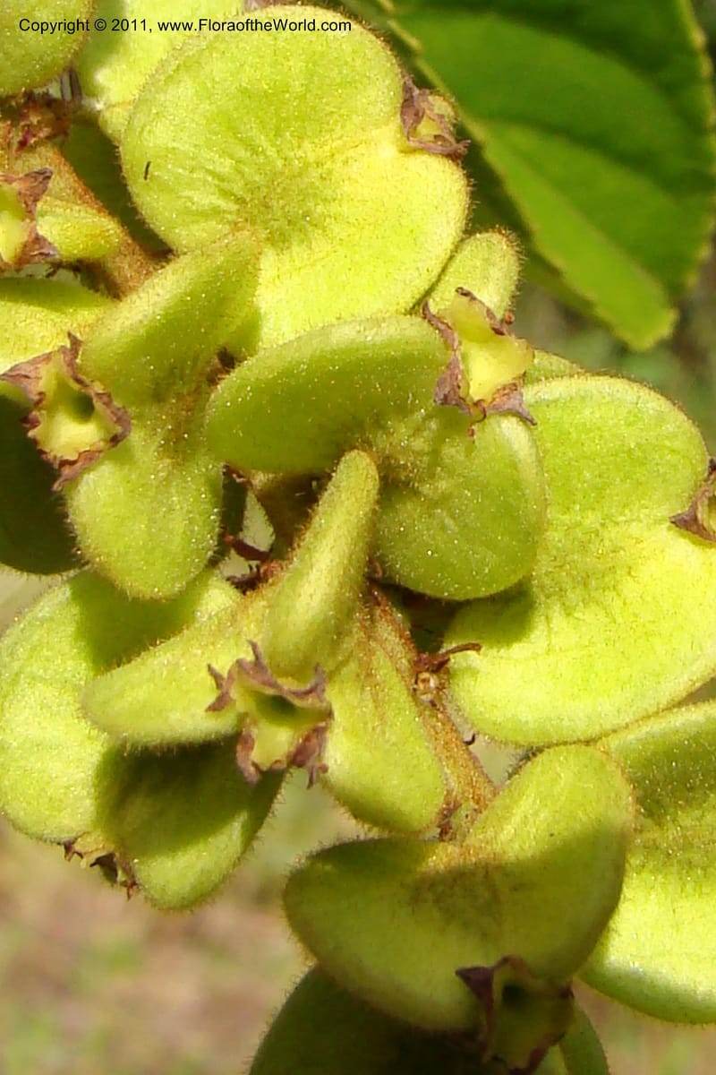 Gouania myriocarpa, Razafindraibe 210--Madagascar. Prov. Fianarantsoa. RN 12. 14 Jan 09. 285 (12).jpg