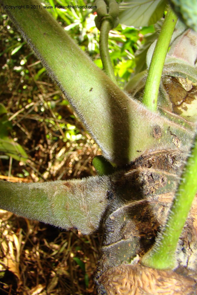 Cecropia peltata, Phillipson 6117--Madagascar. Prov. Fianarantsoa. Manombo Nat. Park. 13 Jan 09. 077 (17).jpg