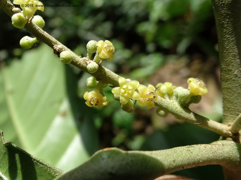 Octoknema, Davidson, C 12386--Cameroon. Bakengili Trail, Mt. Cameroon. 24 Mar 2014. DSC03587 (215).JPG