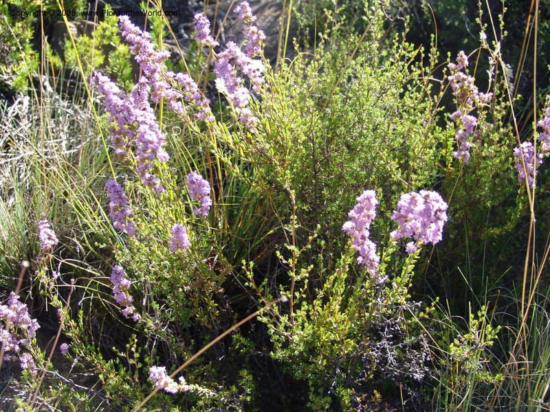 Selago galpinii--So.Africa. E. Cape. Joubert's Pass, SE of Lady Gray. 9 Mch 05. 026.jpg