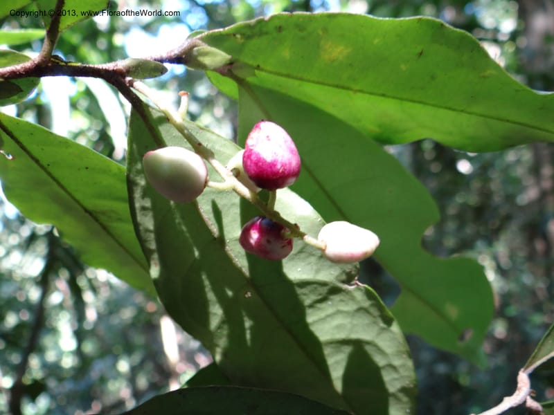 Antidesma, VC 5594--Thailand. Ranong Prov. Klong Naka Wildlife Sanctuary. 14 Nov 2012. DSC09055 (96).JPG
