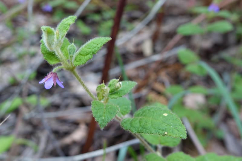 Tremandra stelligera, Davidson, C 13511--Australia. W.A. Valley of the Giants Rd. 29 Oct 2016. DSC06689 (88).JPG