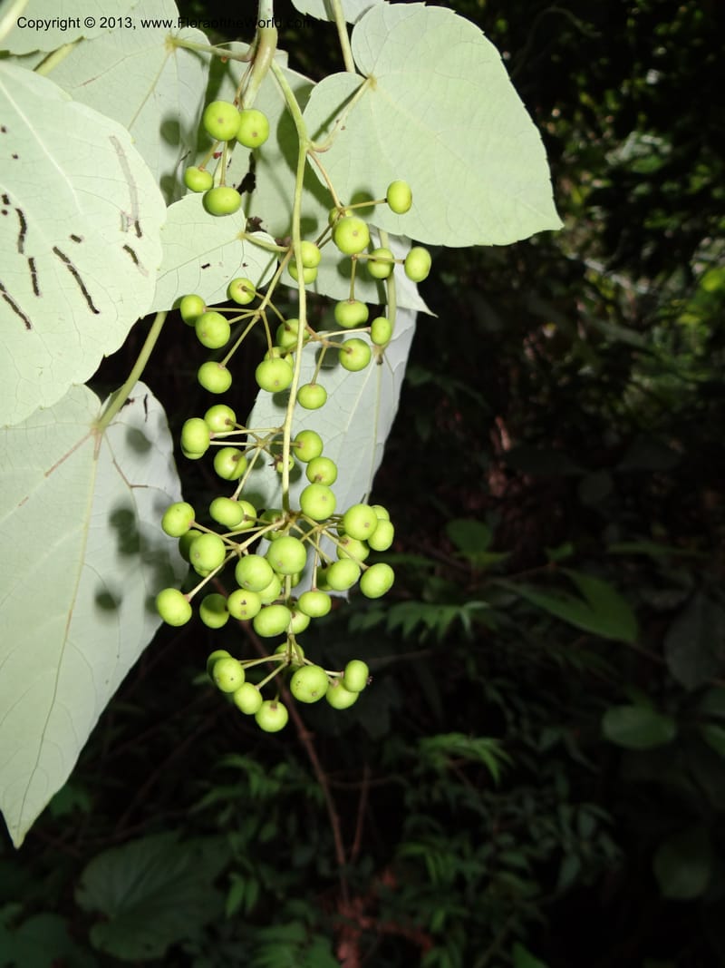 Idesia polycarpa, Yi Yu SQS2012007--China. Anhui Prov. San Qing Shan. 3 Jun 2012. DSC01600 (41).JPG