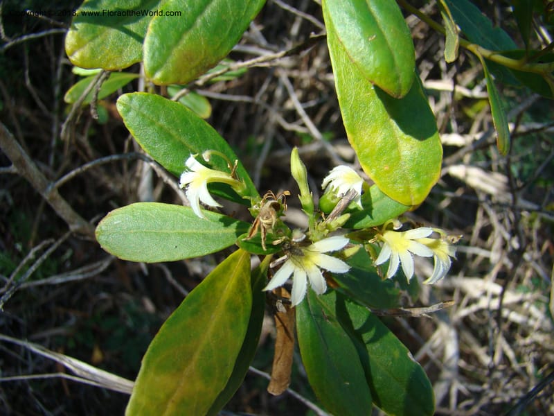 Scaevola montana--N.Caled. Parc Zool. & Forest., Noumea. 10 Nov 07. 014.jpg