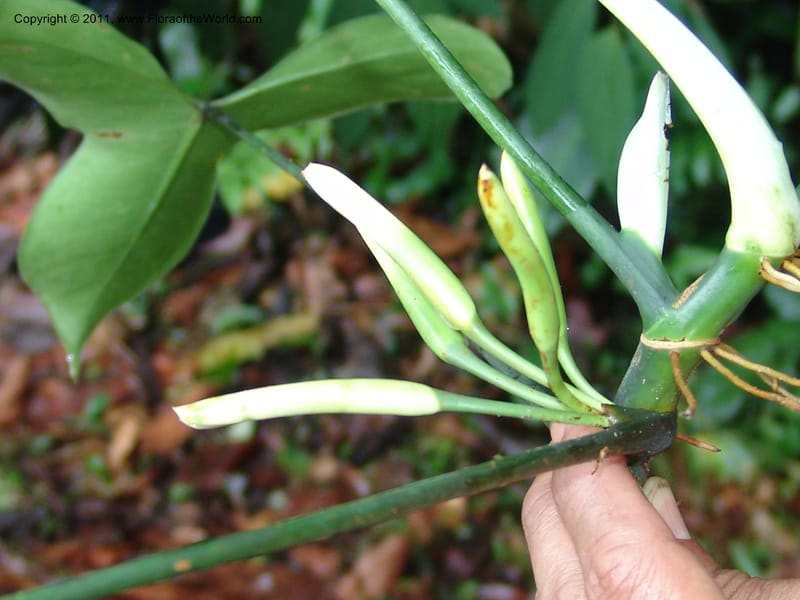 Philodendron deltoideum, RVasquez 31576--Peru. Prov.  Oxa. Estac. Paujil. Camino  Pozo Tigre. 17 Oct 06. 203 (5).jpg