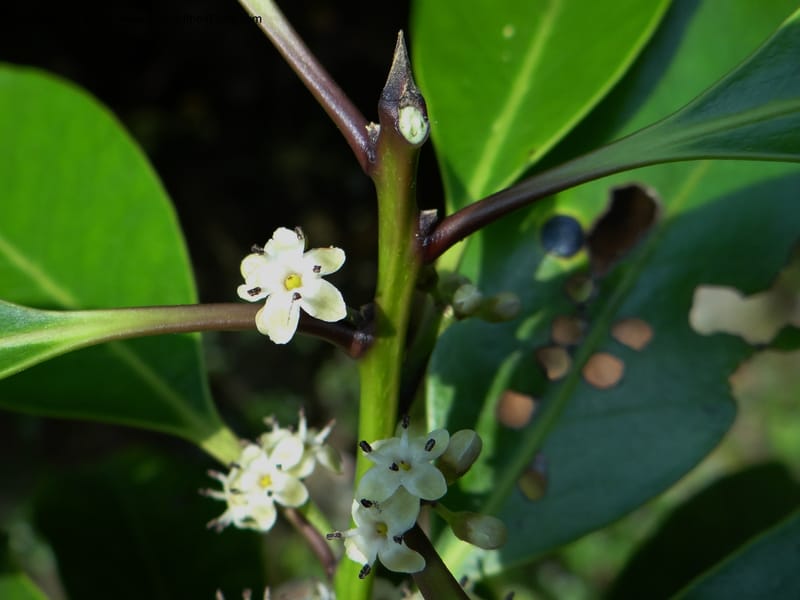 Ilex sp. , Not collected--China, Zhejiang, Shunxi, 28 May 2012 282 (4).JPG