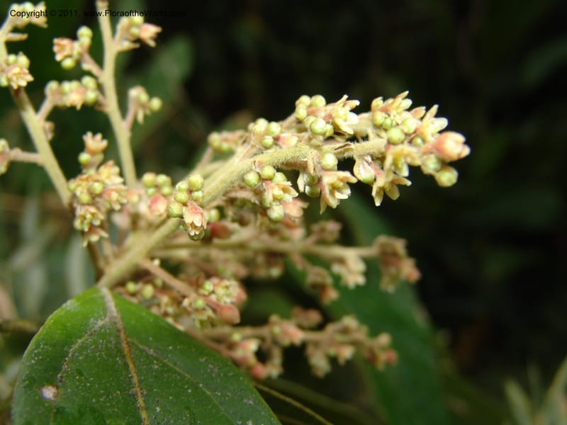 Endlicheria paniculata, RVasquez 31492--Peru. Prov. Oxa. Parq. Nac. Yanachaga Chemillen. 12 Oct 06. 729 (9).jpg