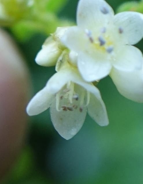Polygonum chinense, Tseng Yu-Hsin 1336--Taiwan. Xitou Nature Education Area. Giant Tree Logging Rd. 22 May 2016. DSC03924 (68).JPG