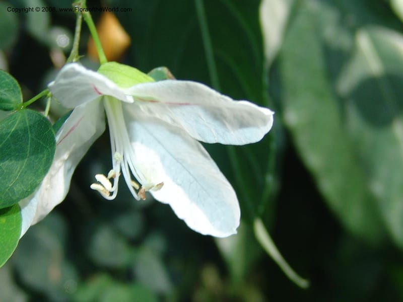 Bauhinia natalensis--So. Africa. Lowveld Nat. Bot. Gard. 14 Mch 05. 285.jpg