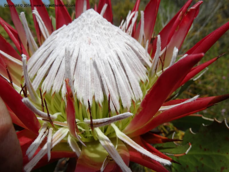 Protea cynaroides, Davidson, C 12315--South Africa. Western Cape. E. side, Fernkloof. 24 Jan 2014. DSC01799 (131).JPG