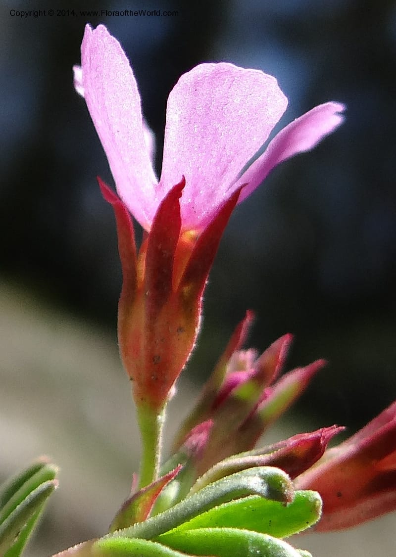 Douglasia, Davidson, C 12194--ID. Boise Co. Scott Mtn. Lookout Road. 18 Jun 2013. DSC06609 (79).JPG