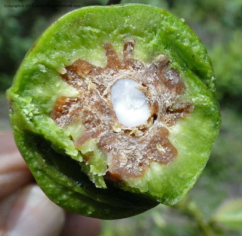 Elaeocarpus, Regalado 1804--Viet Nam. Trail to Siu Chai Commune. 5 May 2011. 221 (1).jpg