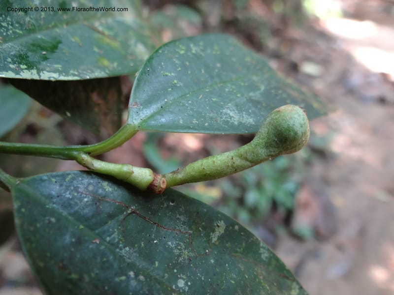 Anaxagorea, VC 5656--Thailand. Trang. Khao Baan Thad. 17 Nov 2012. DSC00079 (45).JPG