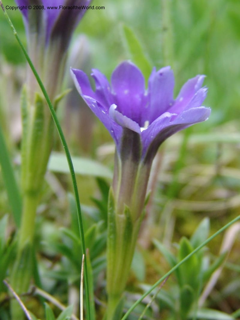 Gentiana pyrenaica--Georgia. Kazbegi region. N slope-pasture, E of Sno. 3 Jun 05. 092.jpg
