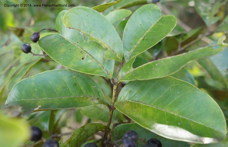 Tapirira guianensis, Stevens, W.D. 31082, Cerro Cora, 15 Mar 2011 4129 (4).JPG