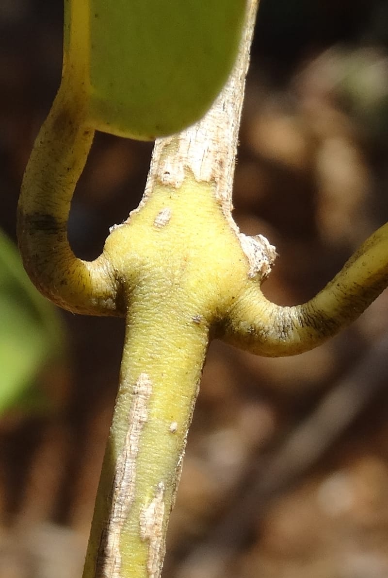 Hedycarya, Lowry, P 7426--New Caledonia. PinPin. 20 Nov 2015. DSC03938 (308).JPG