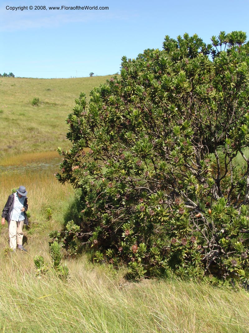 Protea roupellii--So.Africa. E. Cape. Umtanvuna Nat. Res. 2. 11 Mch 05. 275.jpg