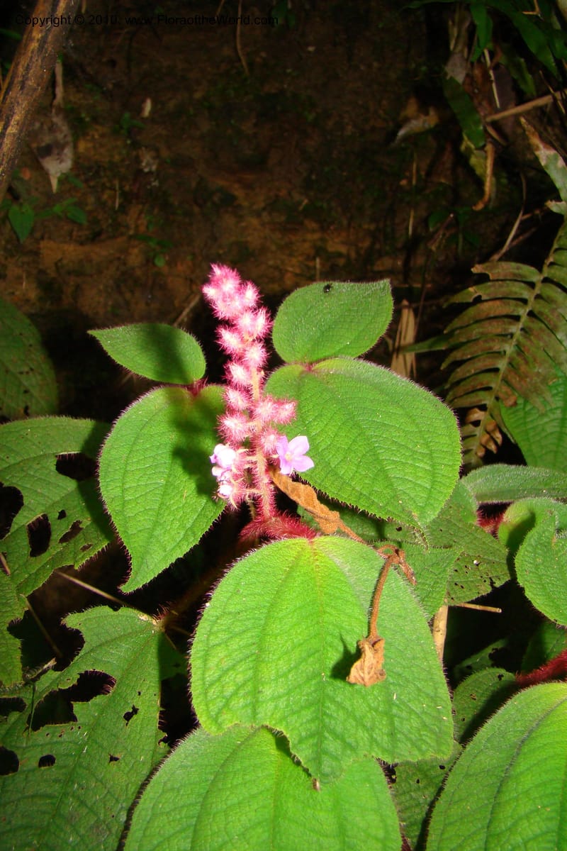 Allomorphia inaequifolia, Regalado 1746--Viet Nam. Thua Thien Hue Prov. Phu Loc Distr. Bach Ma. 13 Apr 09. 564.jpg