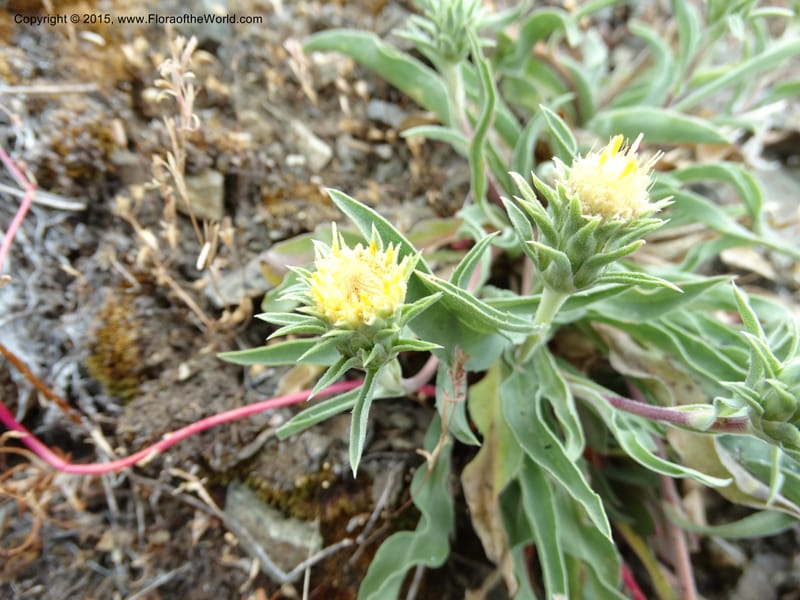 Pyrrocoma, Davidson, C 12630--ID. Idaho Co. Seven Devils Campground. 11 Aug 2014. DSC00412 (10).JPG