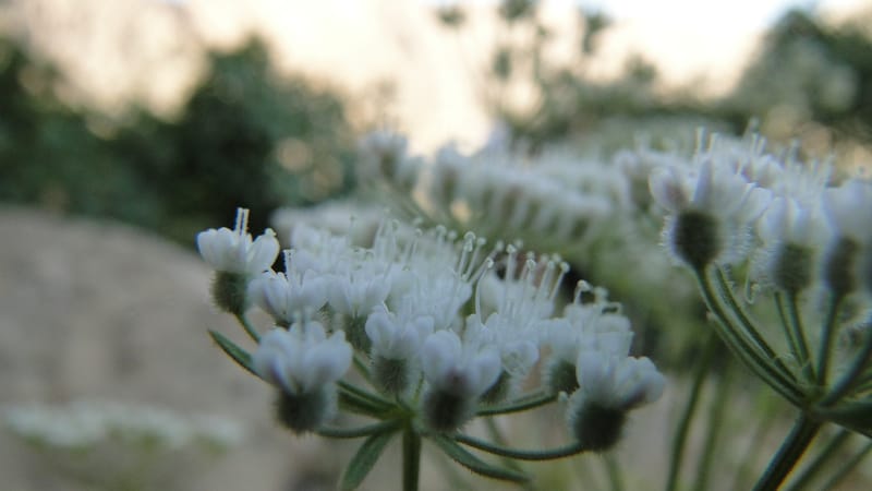 Pimpinella, BE.11.1--Iraq. Kurdistan. Shakh-i Pira Magrun. Zewiya. 14 June 2010. 306 (10).jpg