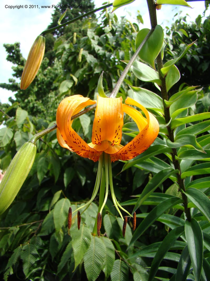 Lilium sargentiae--Canada. BC. Univ. BC Bot. Garden. 27 Jul 08. 457.jpg