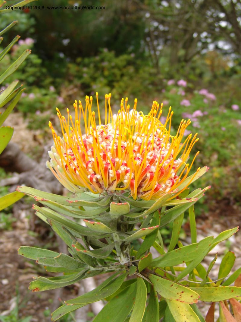 Leucospermum erubescens, 1993.0296--CA. San Francisco Arbor. 3 Jul 07. 170.jpg
