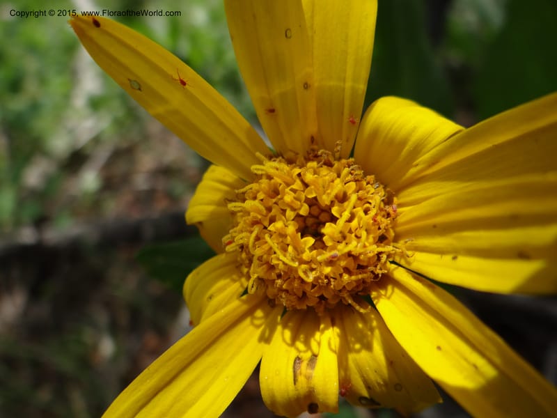 Wyethia, Mansfield, D 12-602--ID. Bear Lake Co. Mt. Sherman. 13 Jul 2012. DSC03473 (131).JPG