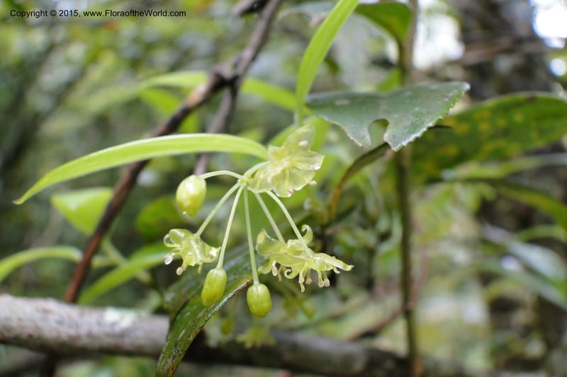 Heterosmilax, Regalado 1777--Viet Nam. Ban Khoang Commune. 4 May 2011. 136 (4).jpg