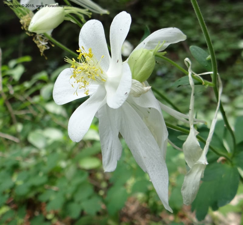 Aquilegia coerulea var ochroleuca, Mansfield, D 12-630--ID. Bear Lake Co. Mt. Sherman. 13 Jul 2012. DSC03601 (66).JPG