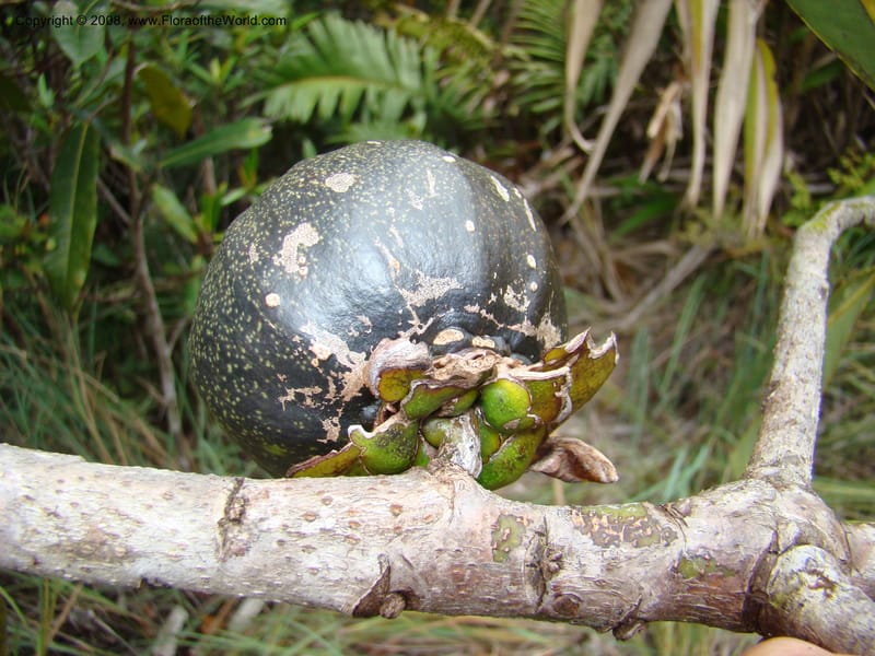 Strasburgeria robusta, JMunzinger4877--New Caledonia. Monts Dzumac. 20 Nov 07. 107.jpg