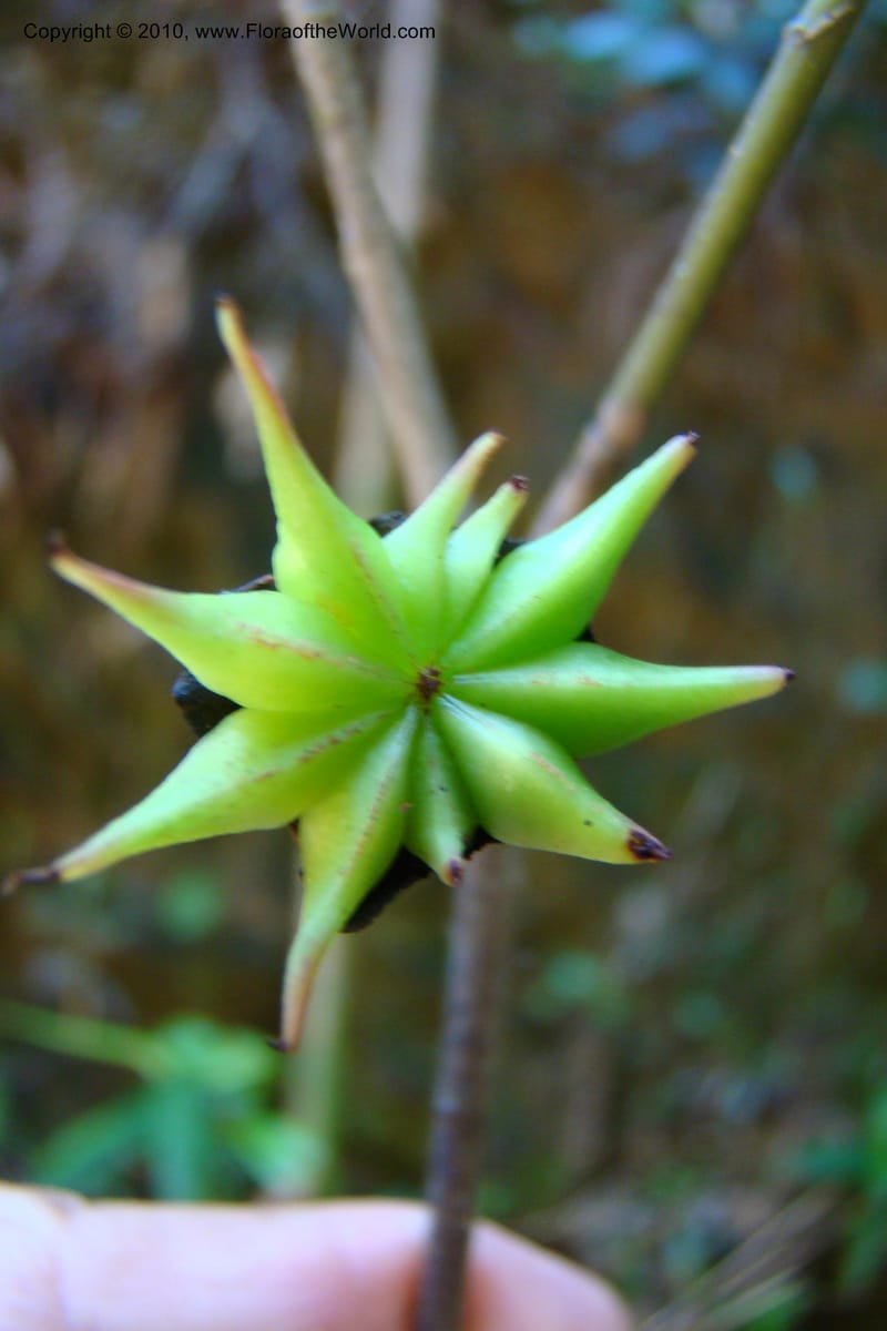Illicium, Regalado 1743--Viet Nam. Thua Thien Hue Prov. Phu Loc Distr. Bach Ma. 13Apr 09. 265.jpg