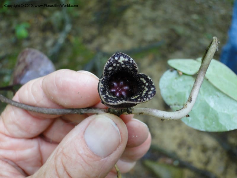 Hexastylis arifolium, Mori, S 27431, USA, North Carolina, Durham County, Duke Forest, Gate 26 New Hope Drainage, 24 May 2010 (6).JPG