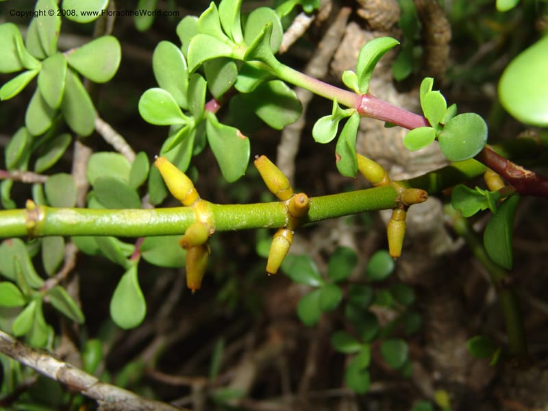 Viscum crassulae--So.Africa. E. Cape. Uitenhage Nat. Res. 6 Mch 05. 162.jpg