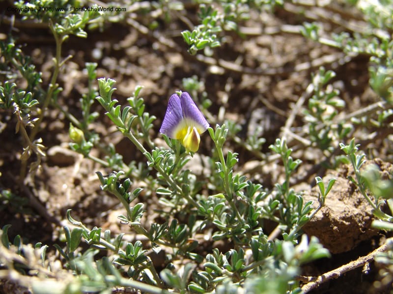 Lotononis sericophylla--So.Africa. E. Cape. Joubert's Pass, SE of Lady Gray. 9 Mch 05. 091.jpg