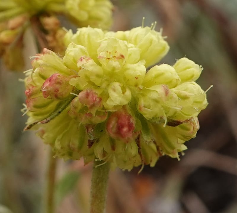Eriogonum douglasii, C. Davidson 13770--Oregon. Wallowa Co. Upper Camp Creek Canyon. 4 Jun 2018. DSC04733 (104).JPG