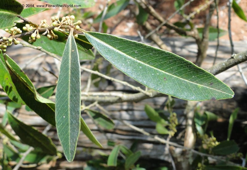 Pradosia brevipes, Stevens, W.D. 31057, Cerro Cora, 15 Mar 2011 1475 (3).JPG