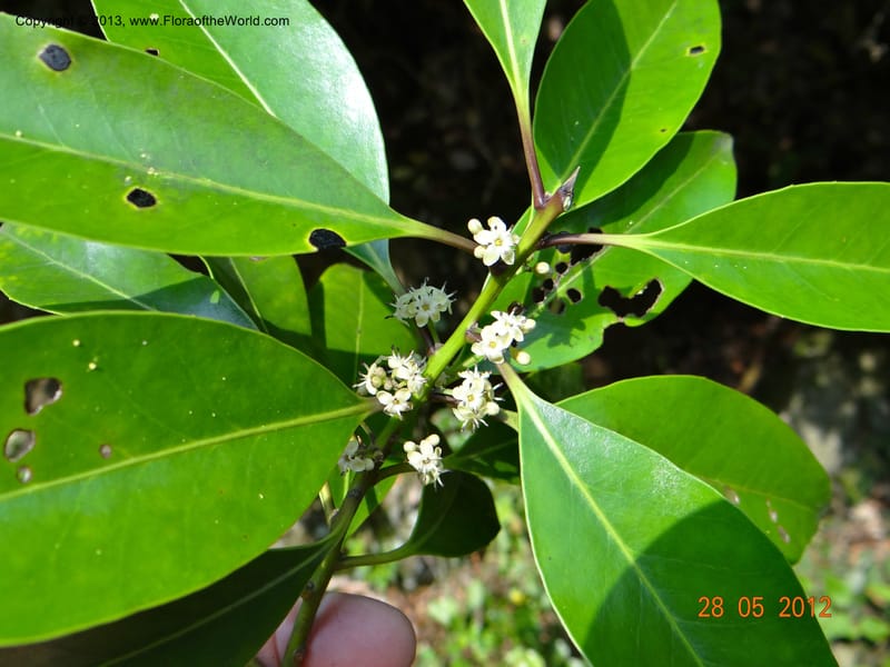 Ilex sp. , Not collected--China, Zhejiang, Shunxi, 28 May 2012 282 (1).JPG