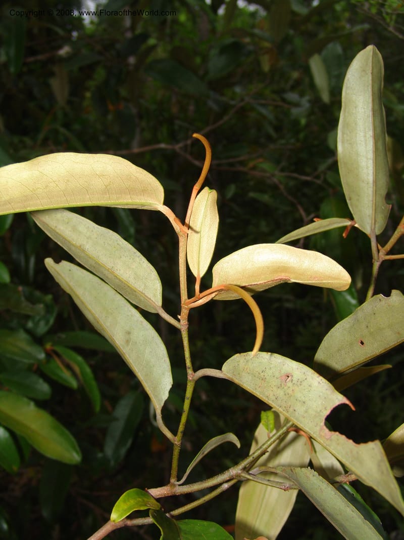 Sarcolaena, not coll.  --Madag. Prov. Toliara. Mandena Centr. Res. Ecol. 18 Jan 06. 264.jpg