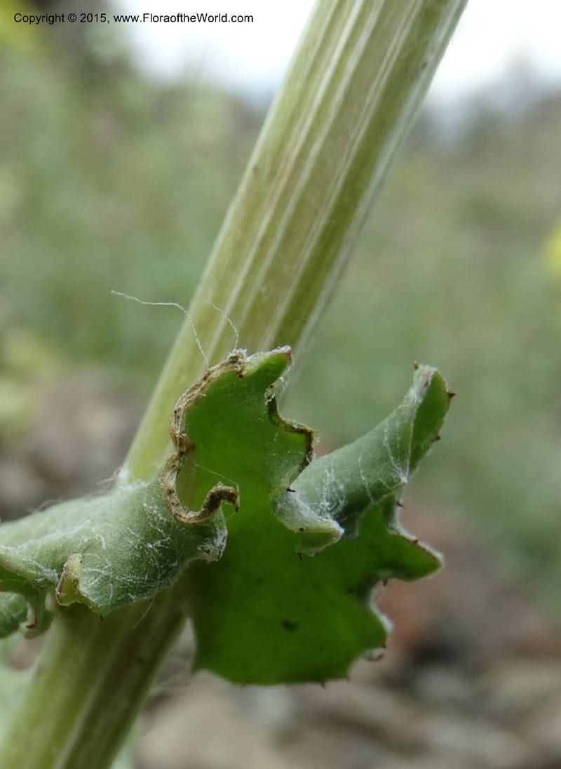Senecio, Davidson, C 12598--ID. Idaho Co. Seven Devils Camp Ground. 15 Jul 2014. DSC00113 (329).JPG