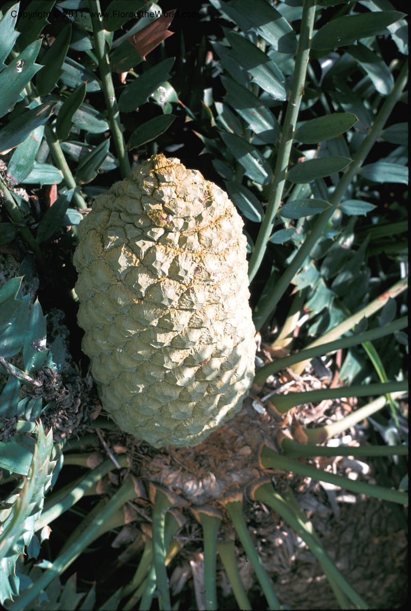 Encephalartos arenarius--CA. Huntington Bot. Gard. May 1975. IMG030a.JPG