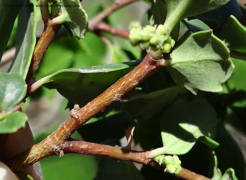Azara, WDS 34089--Chile. Pte. Polcura.  Odom 11.6. 17 Feb 2013. DSC01159 (143).JPG