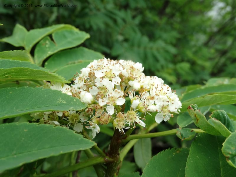 Sorbus aucuparia, Davidson, C 12484--Georgia (Caucasus). Koslitavi, branch of Merisi Gorge. 11 Jun 2014. DSC08456 (33).JPG