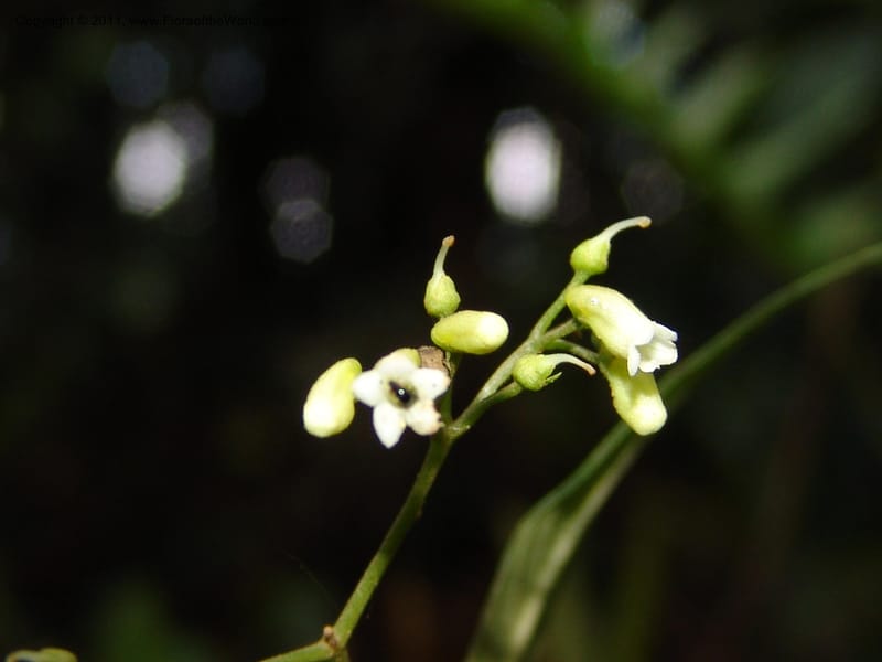 Shuaria ecuadorica, Neill 15912--Ecuador. Prv. Zam. Ch. C del Condor. Wawaime plot. 22 Sep 07. 214 (18).jpg