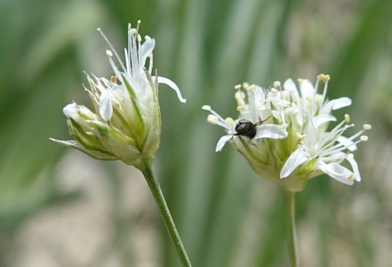 Eremogone congesta, C. Davidson 13712--ID. Boise Co. Scott Mtn. L.O. rd. 15 July 2017. DSC03279 (124).JPG