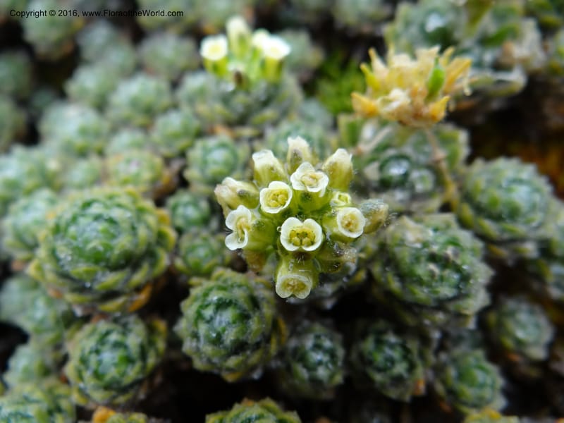 Draba, Ulloa, C 2414--Ecuador. Pichincha. Nevado Cayambe. 6 Oct 2012. DSC07236 (130).JPG